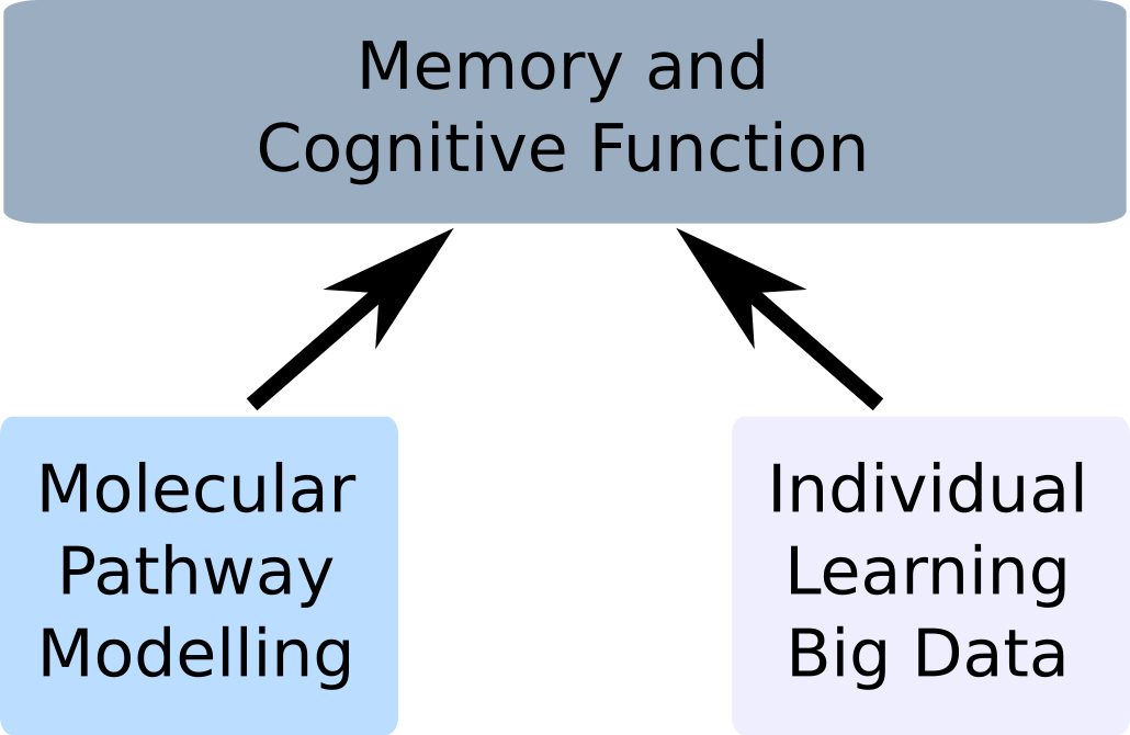 Research in the Stefan lab: Using computational methods to understand learning and memory